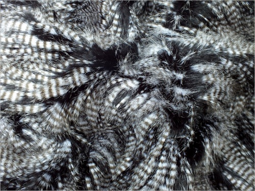 Bird Feathered Peacock 60mm pile 