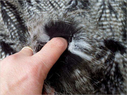 Bird Feathered Peacock 60mm pile 