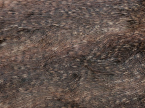 darkbrown_peacock_1