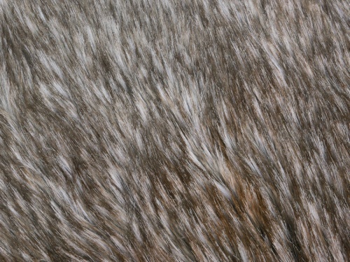 grey_wolf_1