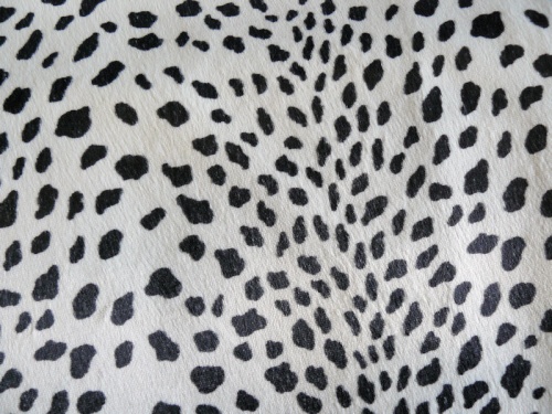 schulte_dalmation_1