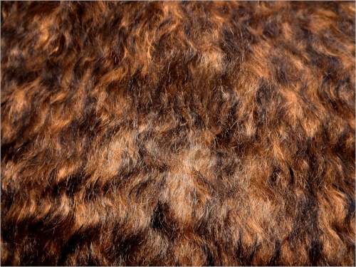 Schulte Chestnut Brown Tip 40mm Mohair - 75