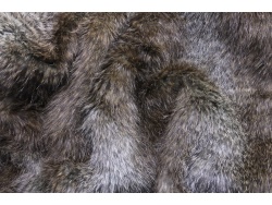 448620_brown_beaver_1