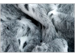 Lynx Grey 25mm pile
