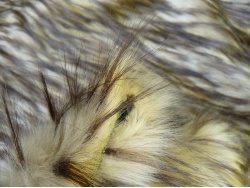beige_plume_4