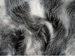 cream_black_peacock_2