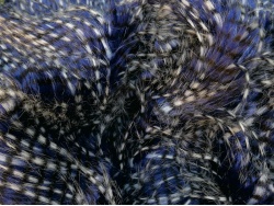 emp_purple_peacock_2