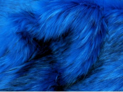 royalblue_fleck_2