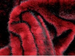 scarlet_tipped_1