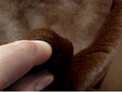 short_brown_3
