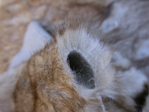 beige_browntip_4