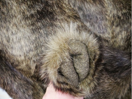 brown_beaver_4