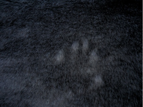 c2004-068_1