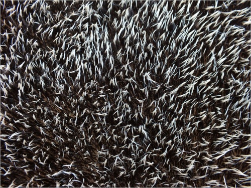 Schulte 17mm Hedgehog Mohair 