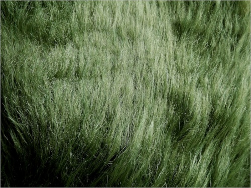 Moss Green 50mm pile  **NEW** LTD EDITION O/G