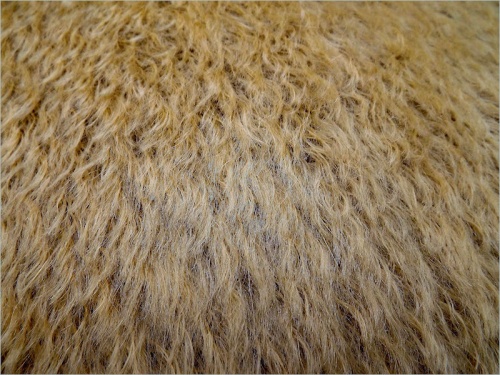 Schulte Silke Gold on Brown 21mm  Mohair - 23